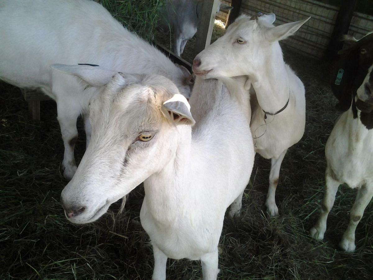 Chane Cheese Farm & Lodge Mtubatuba Zewnętrze zdjęcie